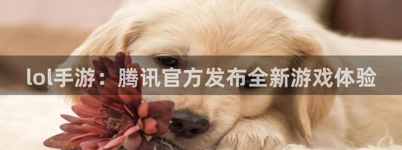 广东bg大游